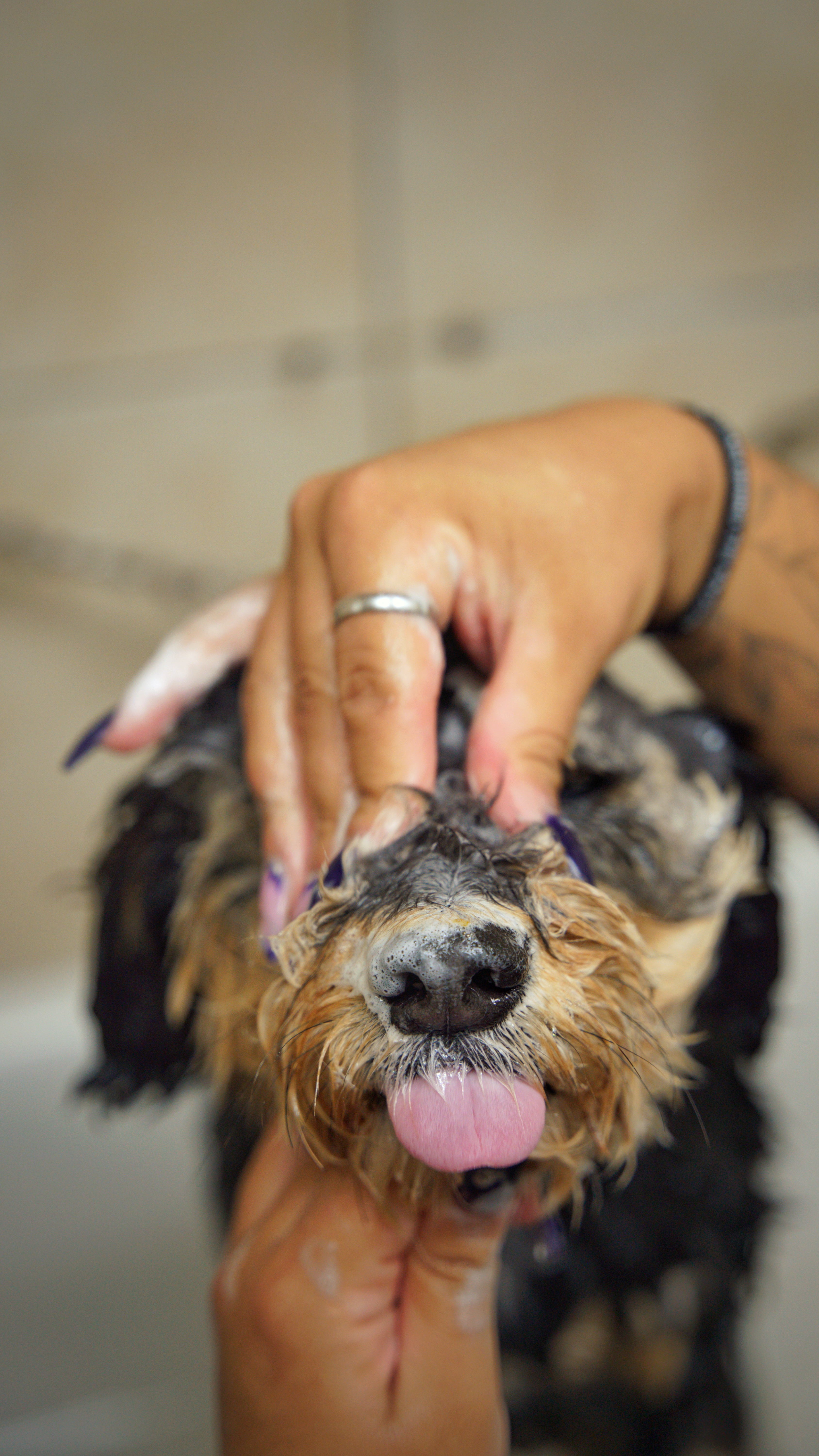 Dog grooming pet photos