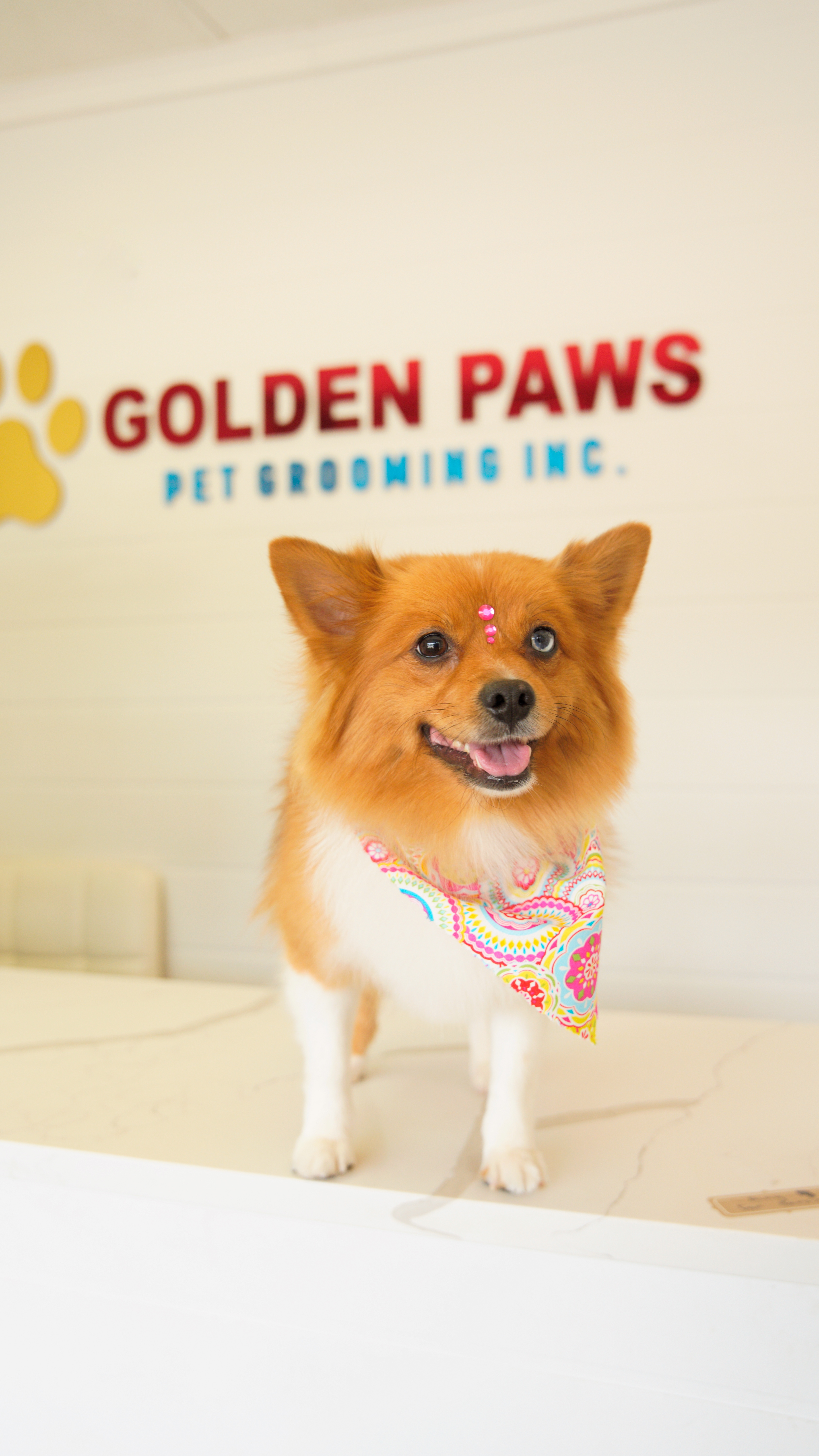 Dog grooming pet photos