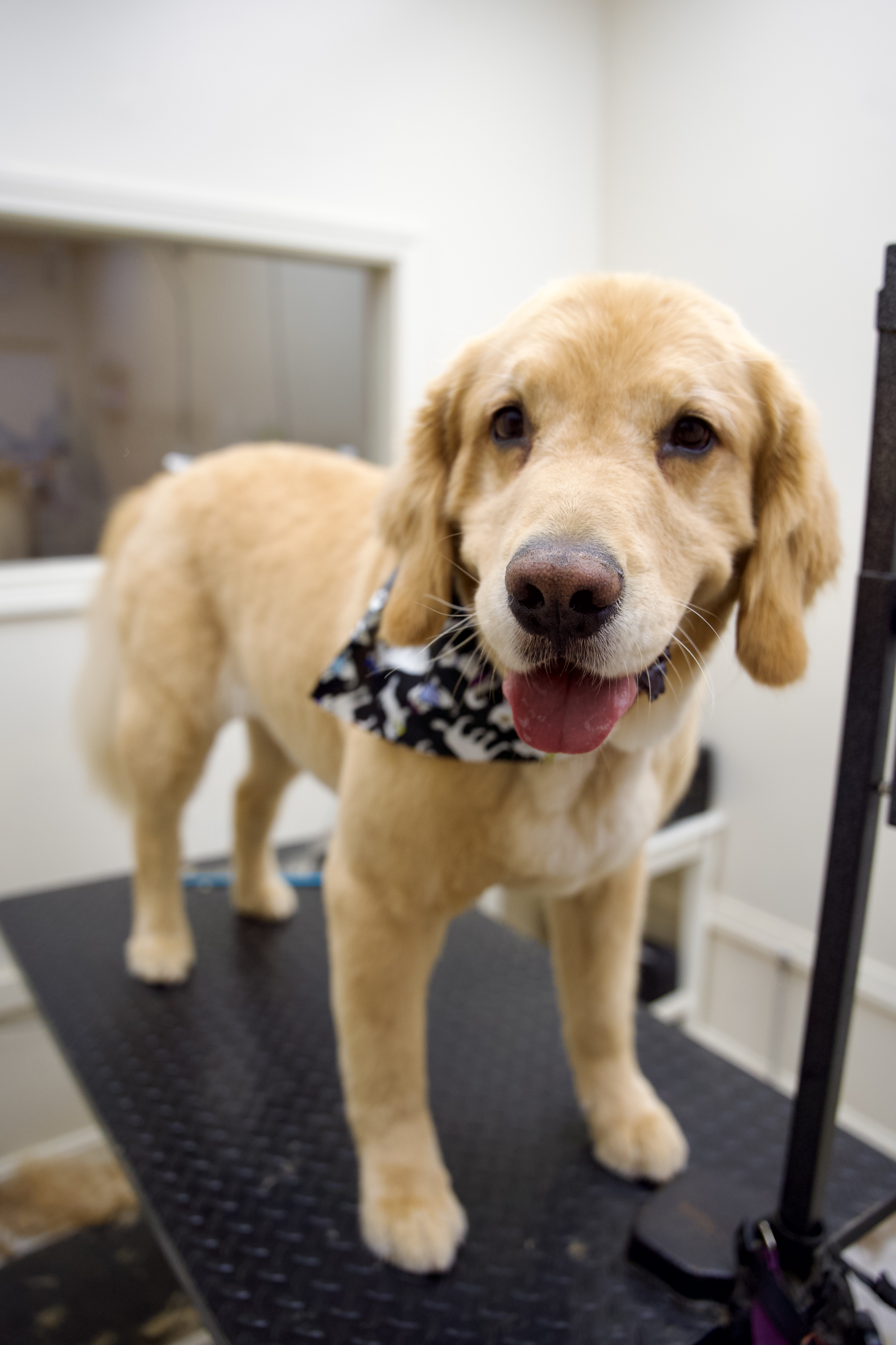 Dog grooming pet photos