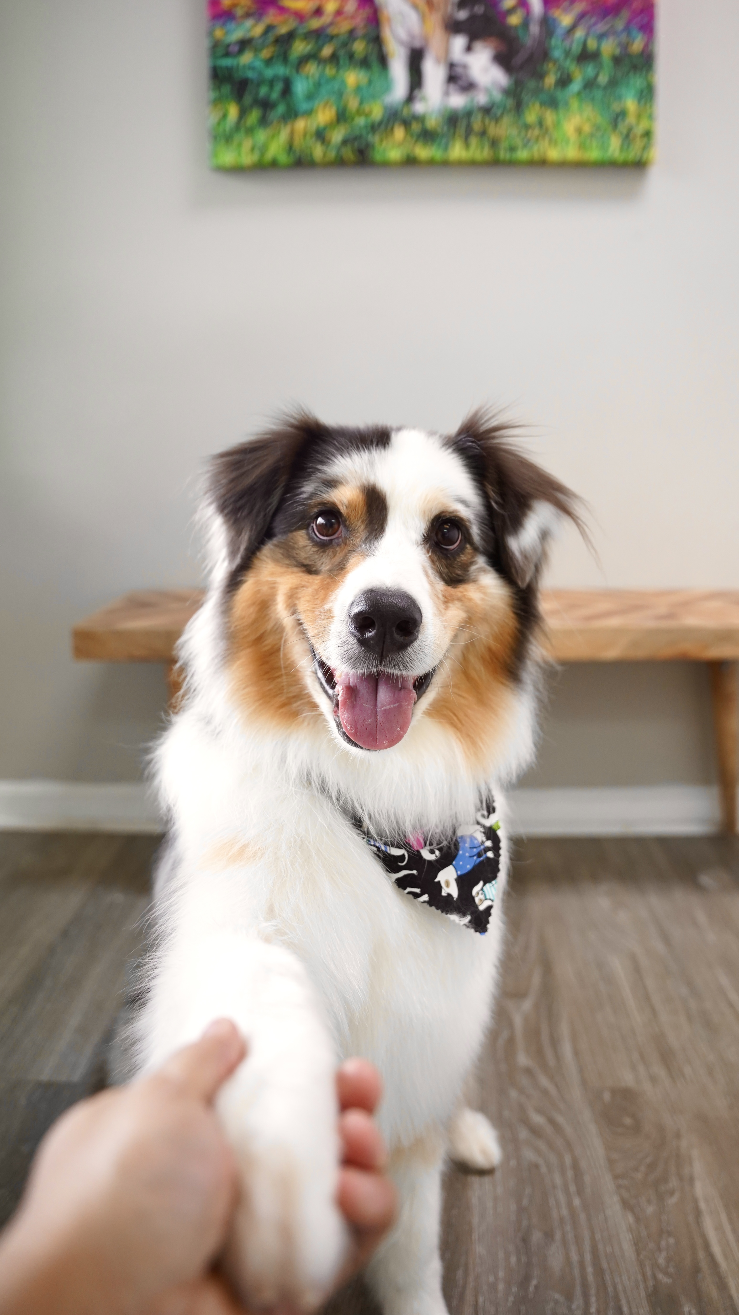 Dog grooming pet photos